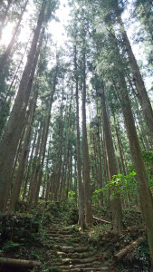 熊野古道へ行ってきました